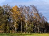 Goldgelb leuchtende Birken am Rande eines Sumpfgebietes beim Chiemsee